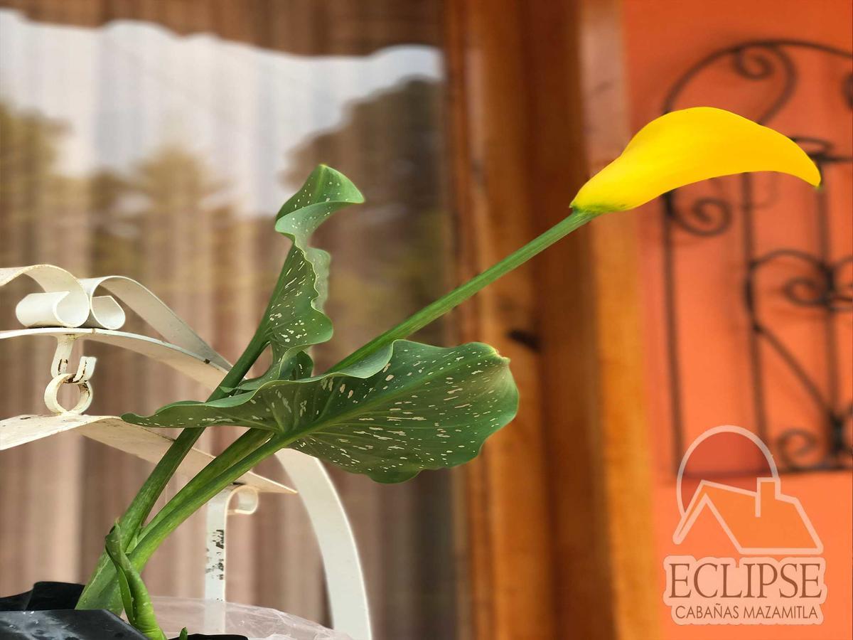 Cabanas Eclipse Hotell Mazamitla Eksteriør bilde